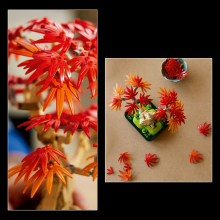                             LEGO® Botanicals Bonsaj – Japonský červený javor                        