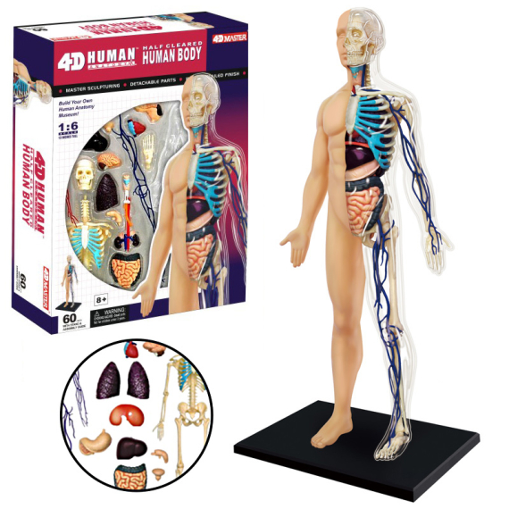 Anatomie člověka - tělo                    