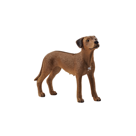 Zvířátko - pes ridgback rhodéský                    