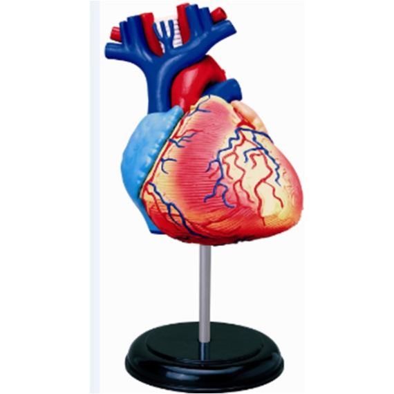 Anatomie člověka - srdce                    