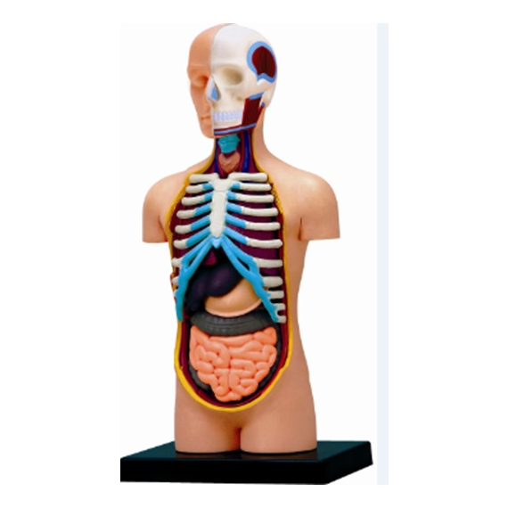 Anatomie člověka - trup                    