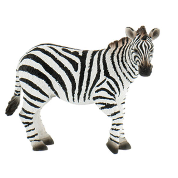 Zebra                    